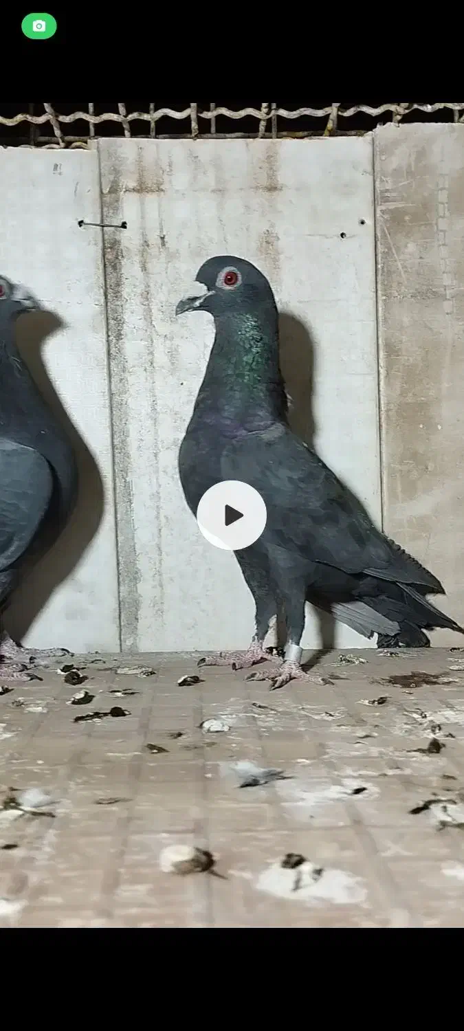 جفت آلمانی|پرنده|سرایان, |دیوار