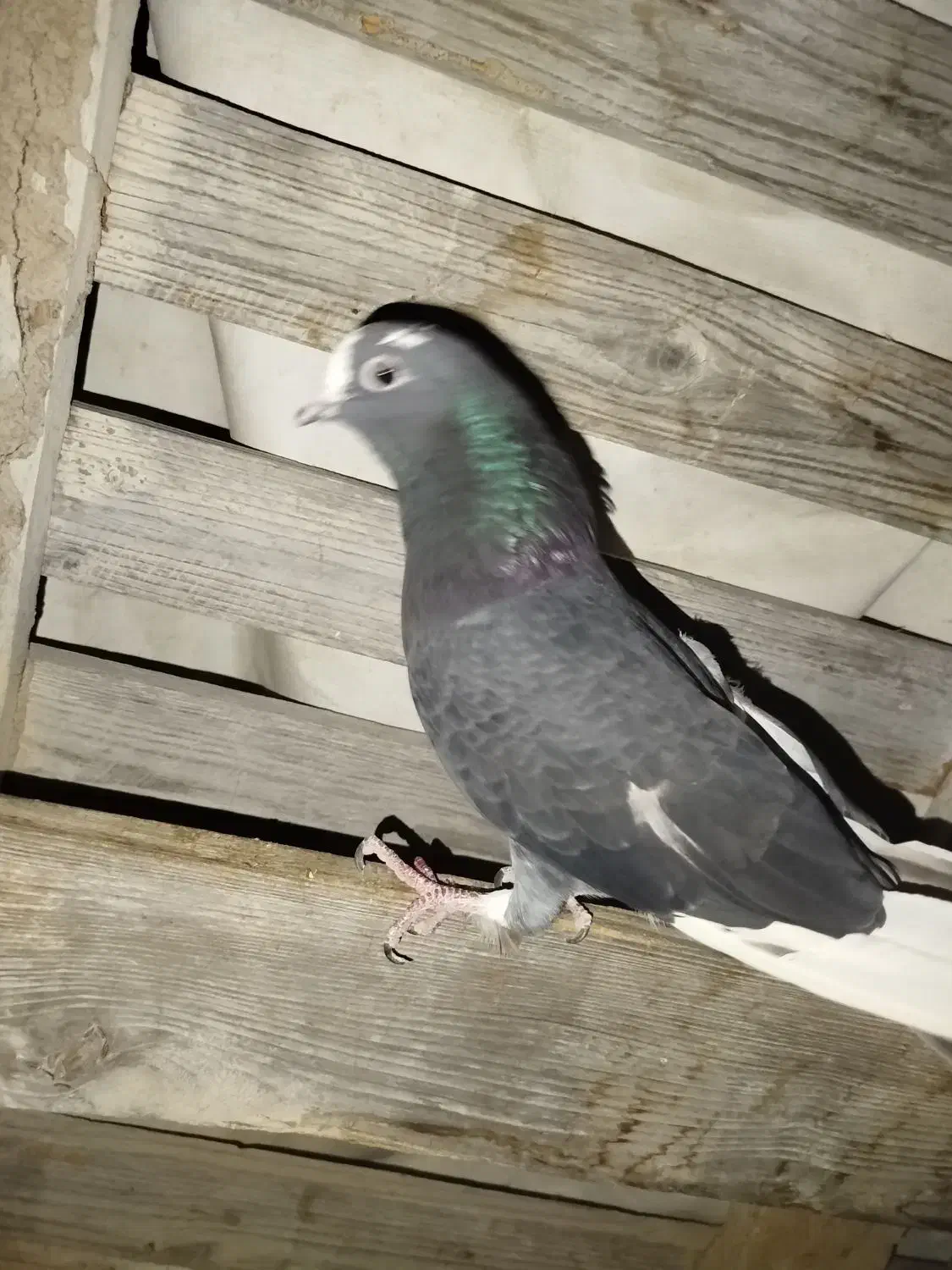 کبوتر|پرنده|قشم, |دیوار