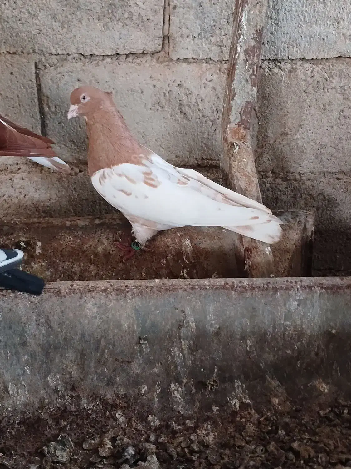 رنگی دوتا نر|پرنده|شوشتر, |دیوار