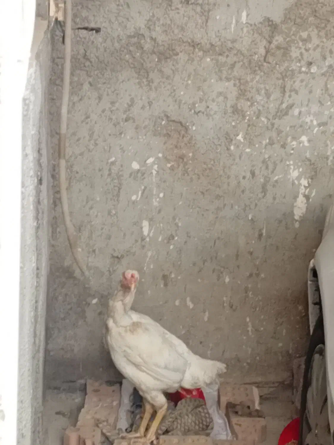 لاری|حیوانات مزرعه|گنبد کاووس, |دیوار