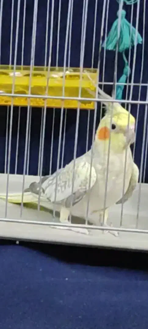 مرواریدی|پرنده|نی‌ریز, |دیوار