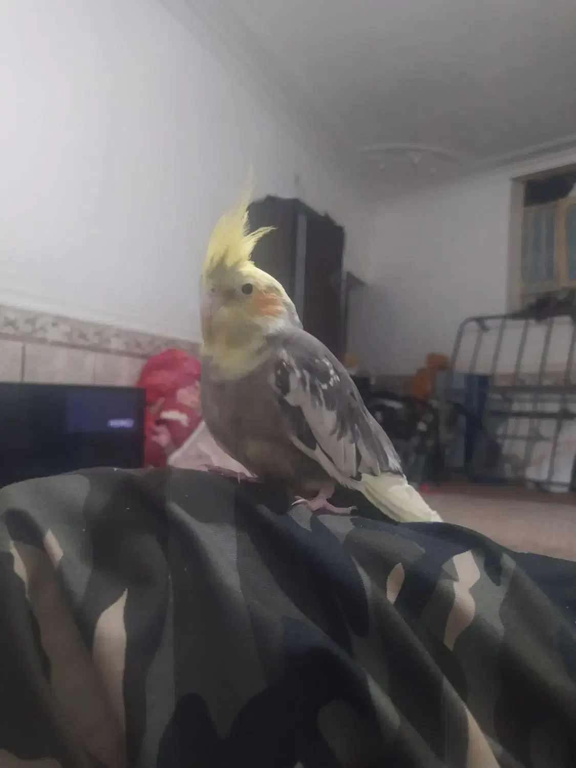 عروس رام اصیل ضمانت تخم جوجه .سرلاکی هم موجوده|پرنده|ایرانشهر, |دیوار