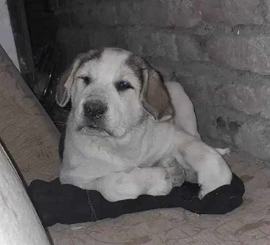 واگذاری توله عراقی|سگ|نوشین شهر, |دیوار