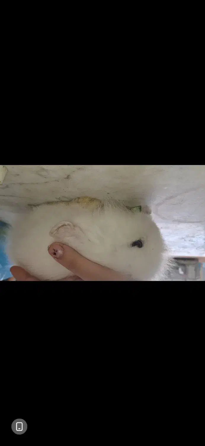 خرگوش مینی لوپ  ترکیش چشم ابی|موش و خرگوش|ساوه, |دیوار