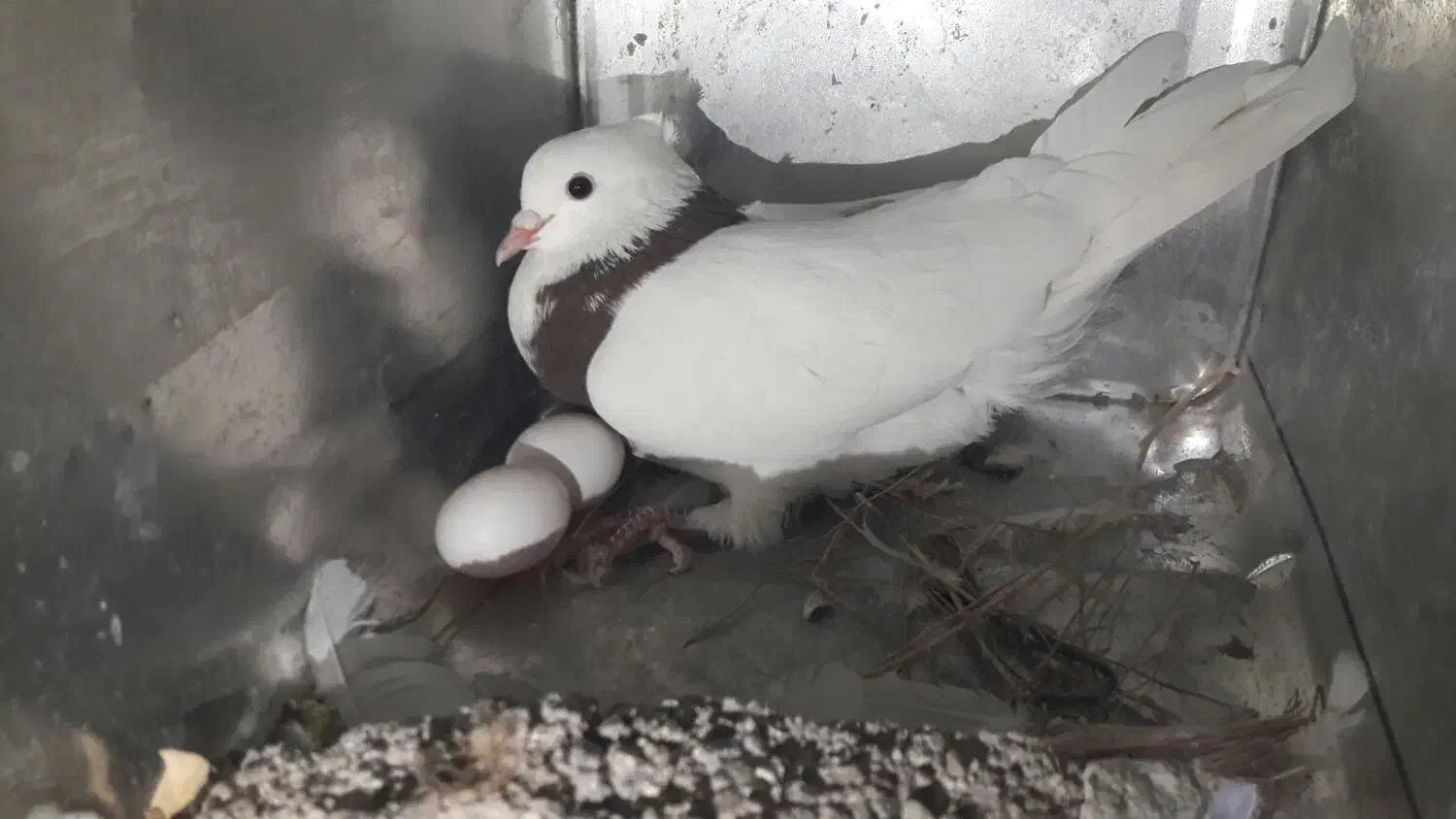 چند عدد کبوتر طوقی|پرنده|یاسوج, |دیوار