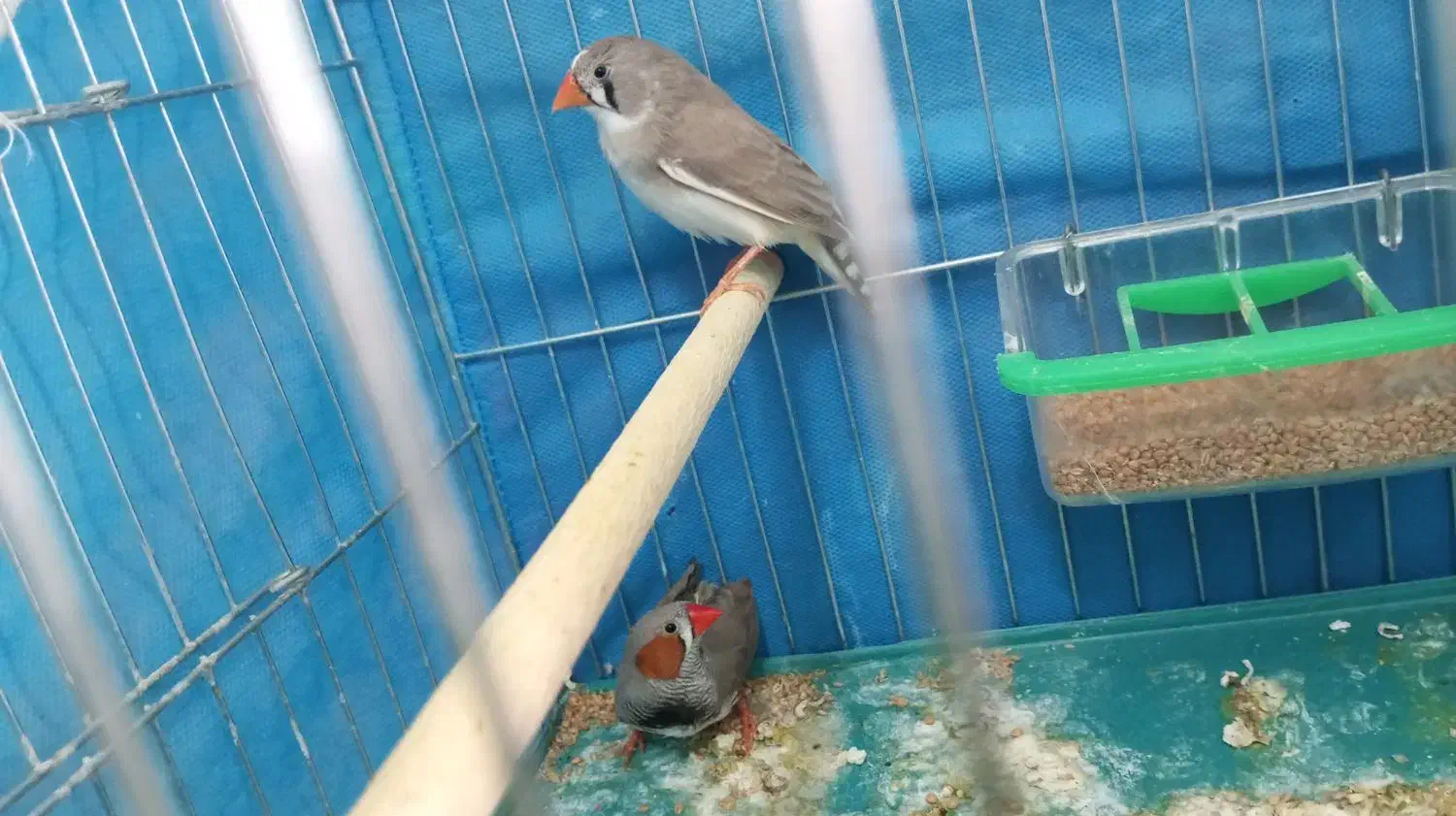 فنچ مولد|پرنده|نجف‌آباد, امیرآباد|دیوار