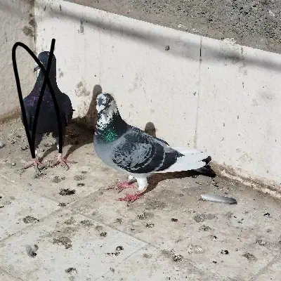 مجسمه ابلغ|مجسمه، تندیس، ماکت|زابل, |دیوار