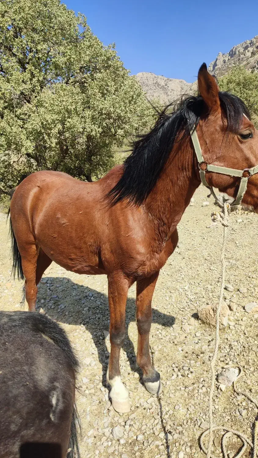 اسب نر دره شویی|اسب و تجهیزات اسبسواری|جوزار, |دیوار