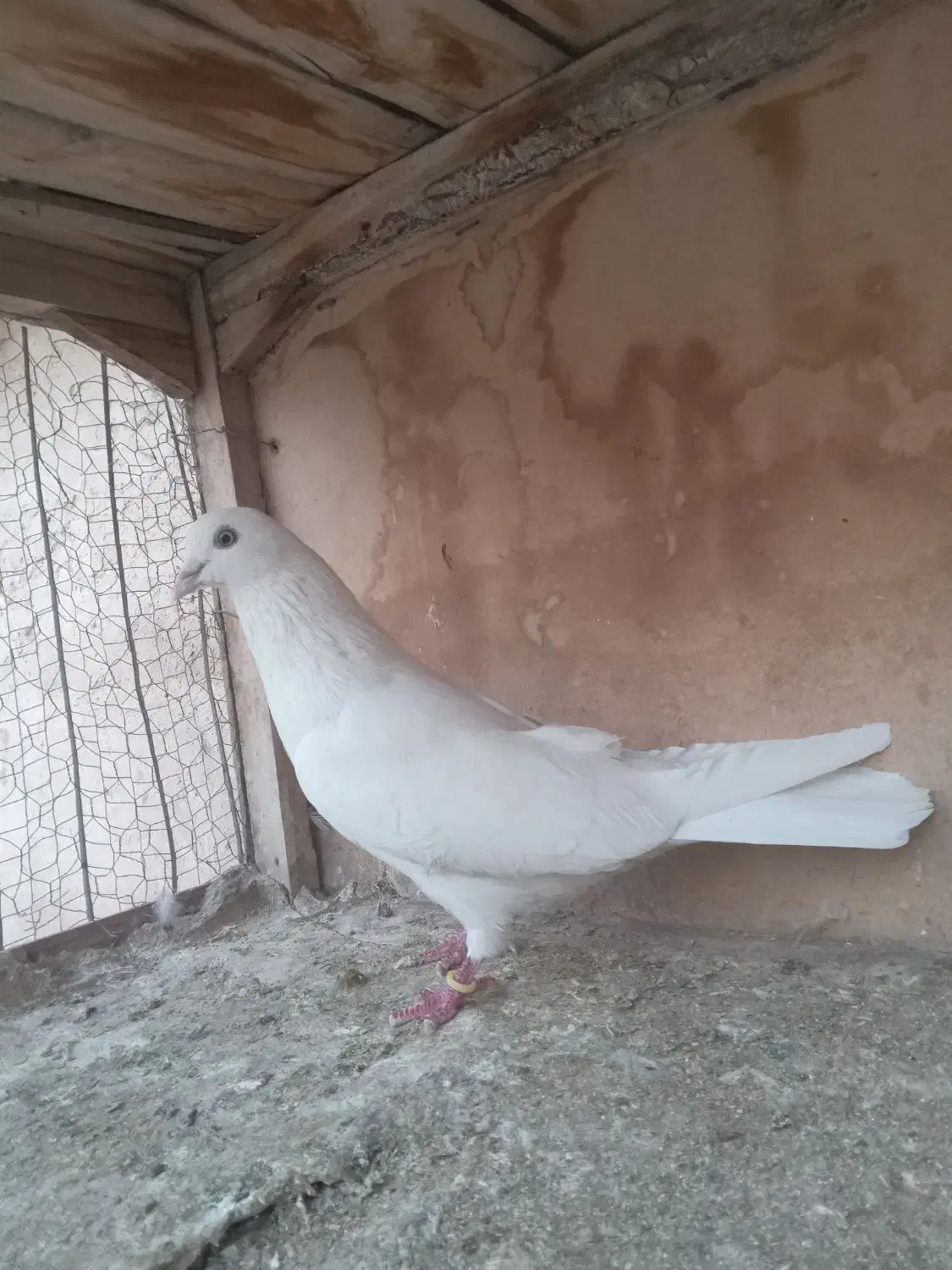 کفتر سفید|پرنده|قم, ولیعصر|دیوار