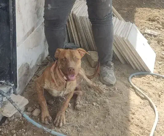 سگ پیت بول نر8ماهه اصیل|سگ|باغستان, |دیوار