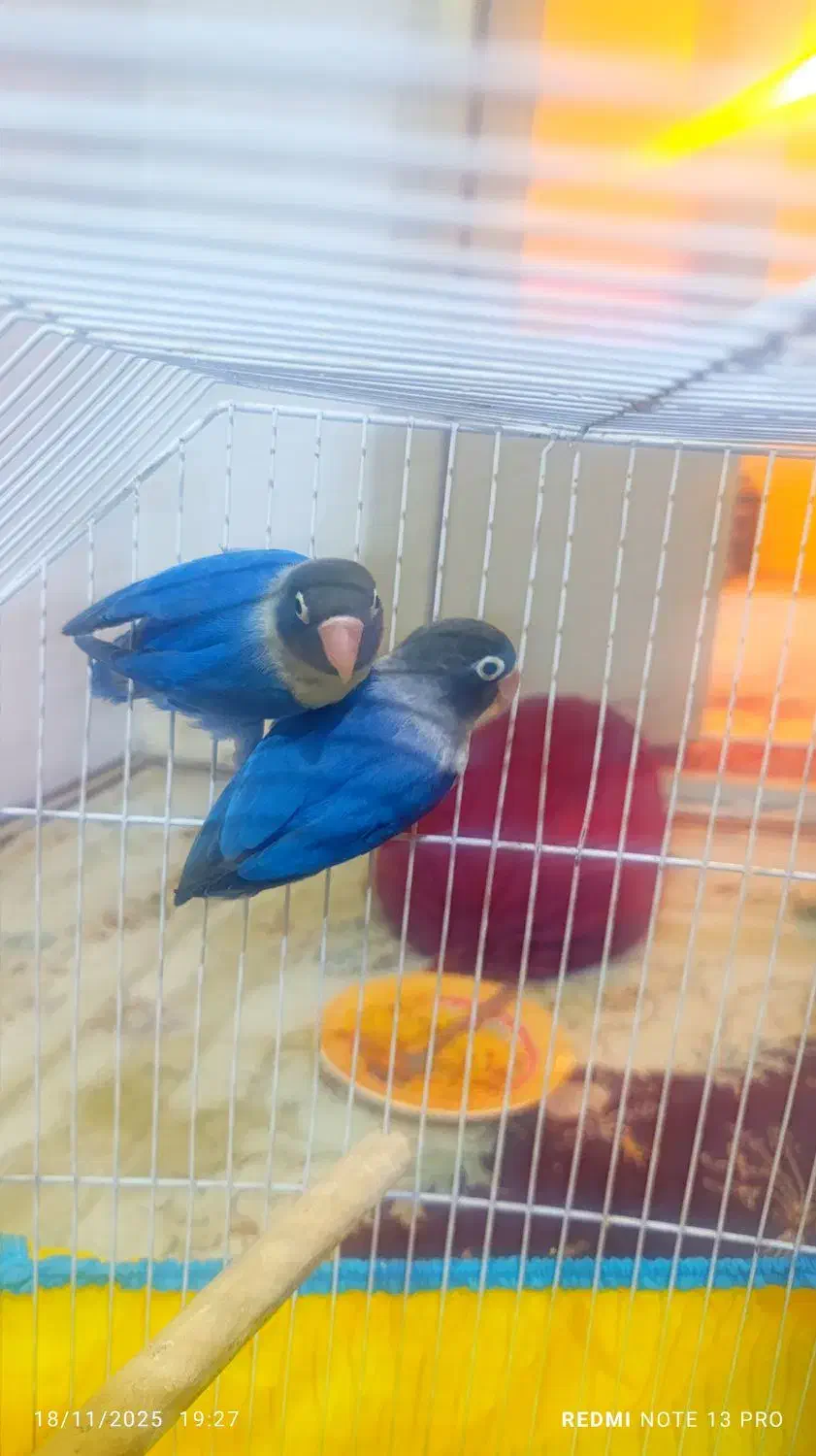 طوطی برزیلی بازیگوش|پرنده|شاهرود, |دیوار