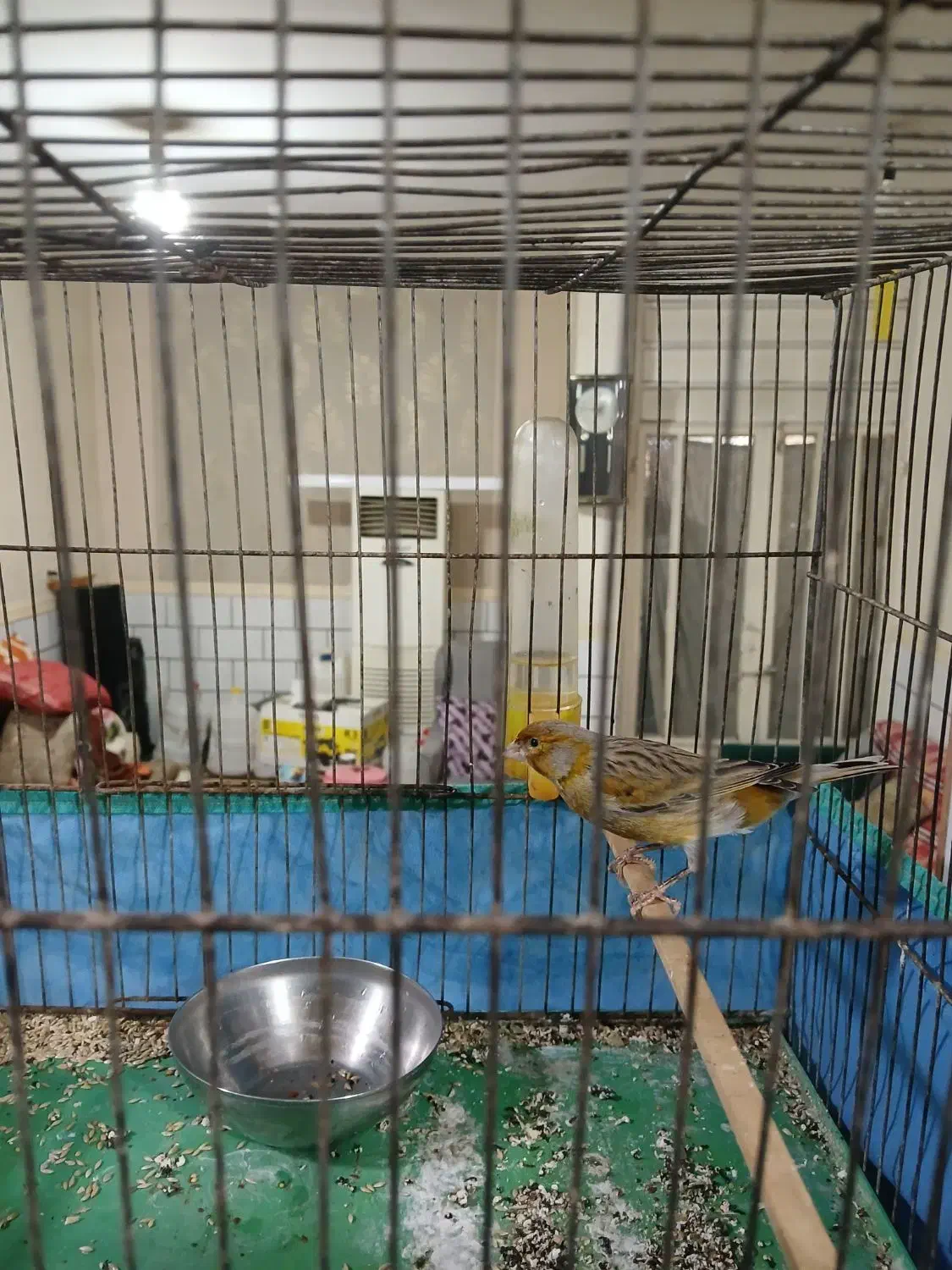 قناری نر|پرنده|رامهرمز, |دیوار