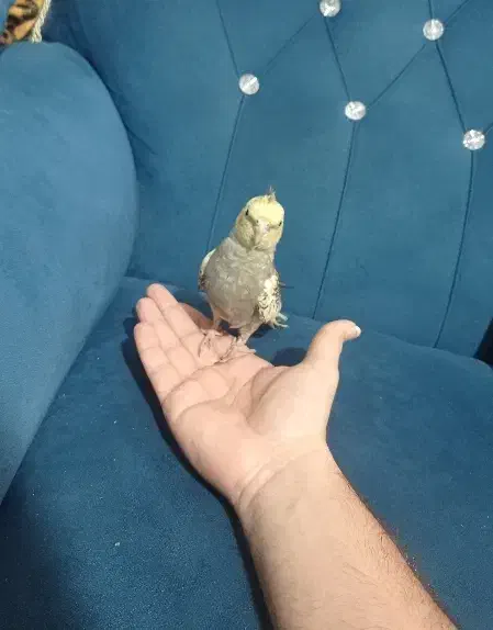 جوجه عروس هلندی|پرنده|گرگان, |دیوار