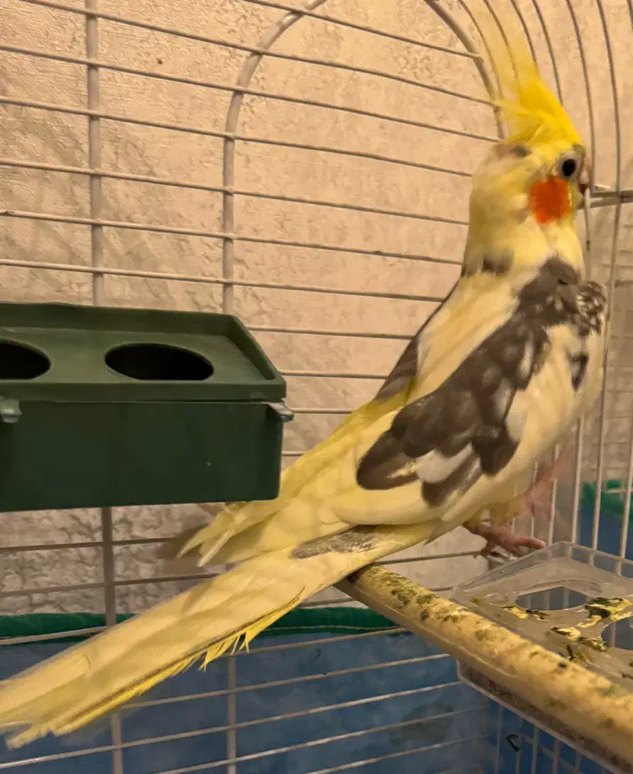 ۲جفت عروس هلندی مولد|پرنده|رامسر, |دیوار