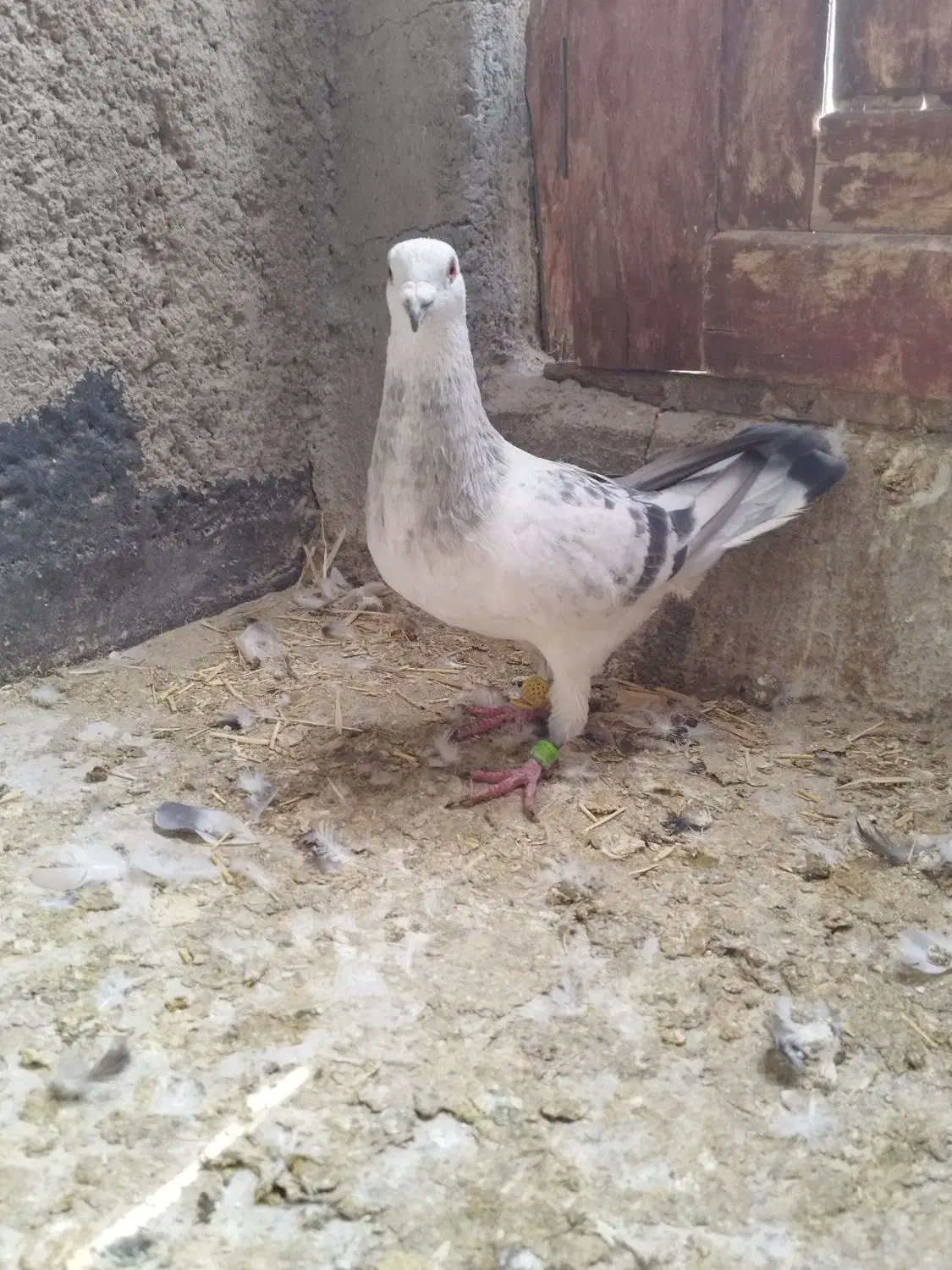 کبوتر شامی آلمانی نر|پرنده|لنجان, |دیوار