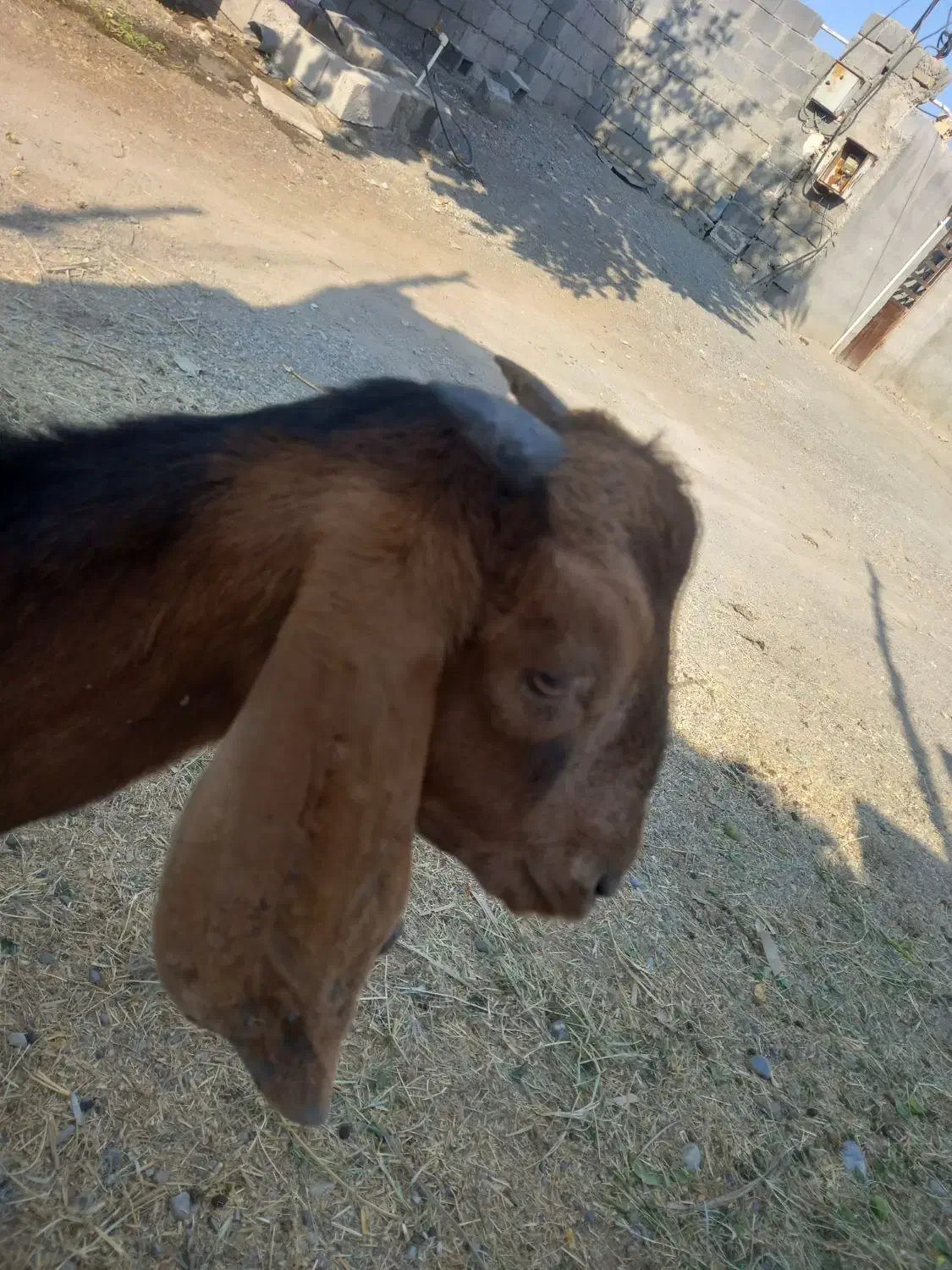 کهره نر|حیوانات مزرعه|رودان, |دیوار