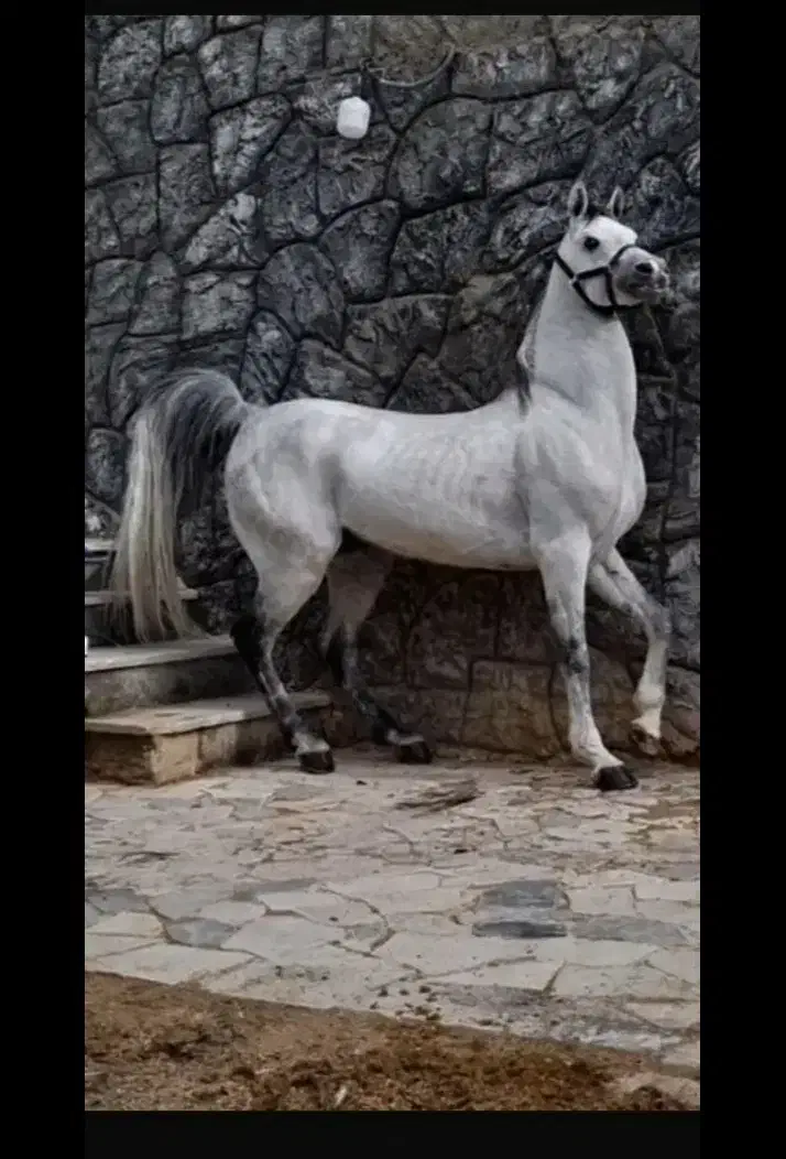 سیلمی عرب|اسب و تجهیزات اسبسواری|بجنورد, |دیوار