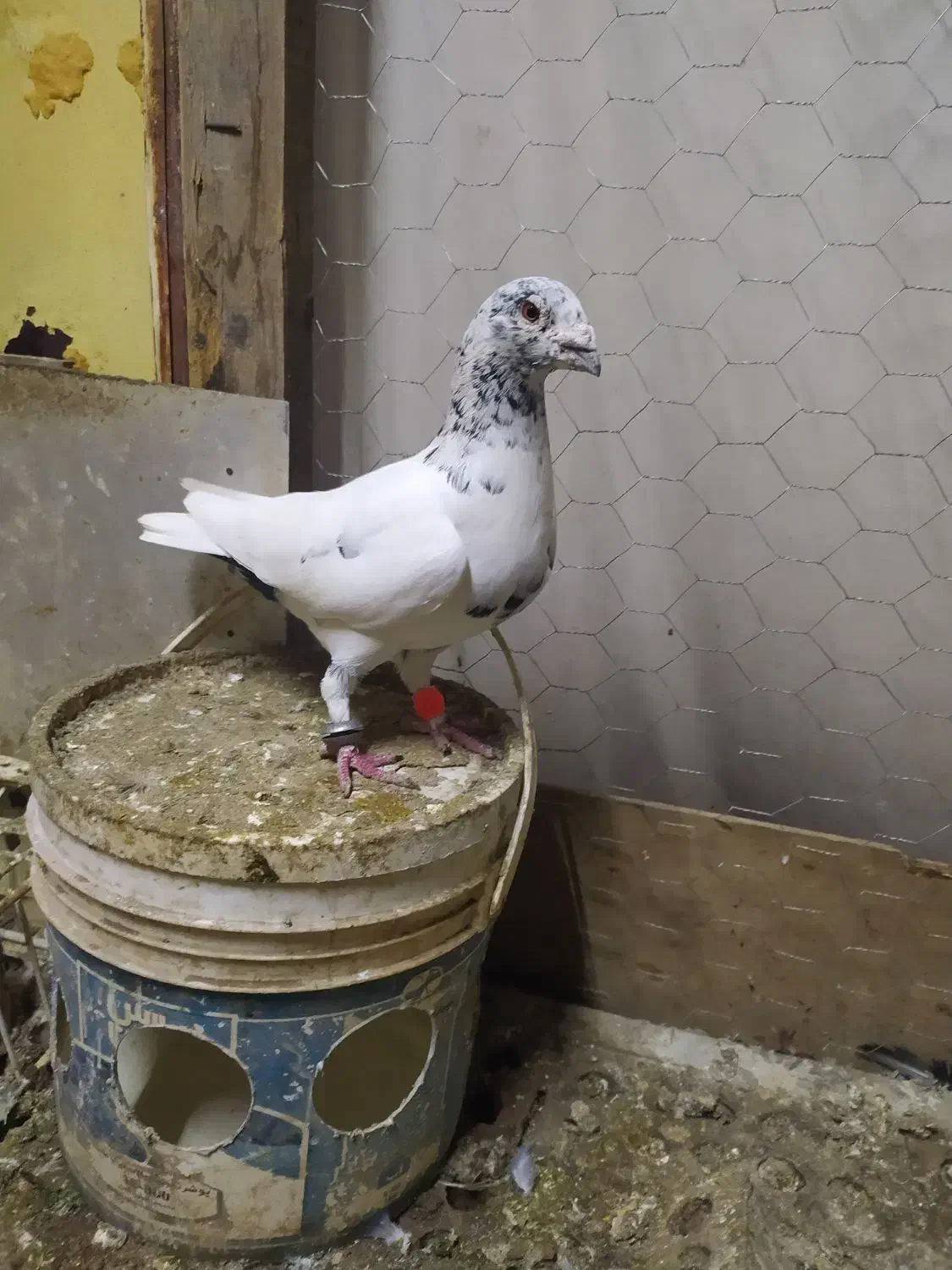 جفت چیل|پرنده|نگین شهر, |دیوار