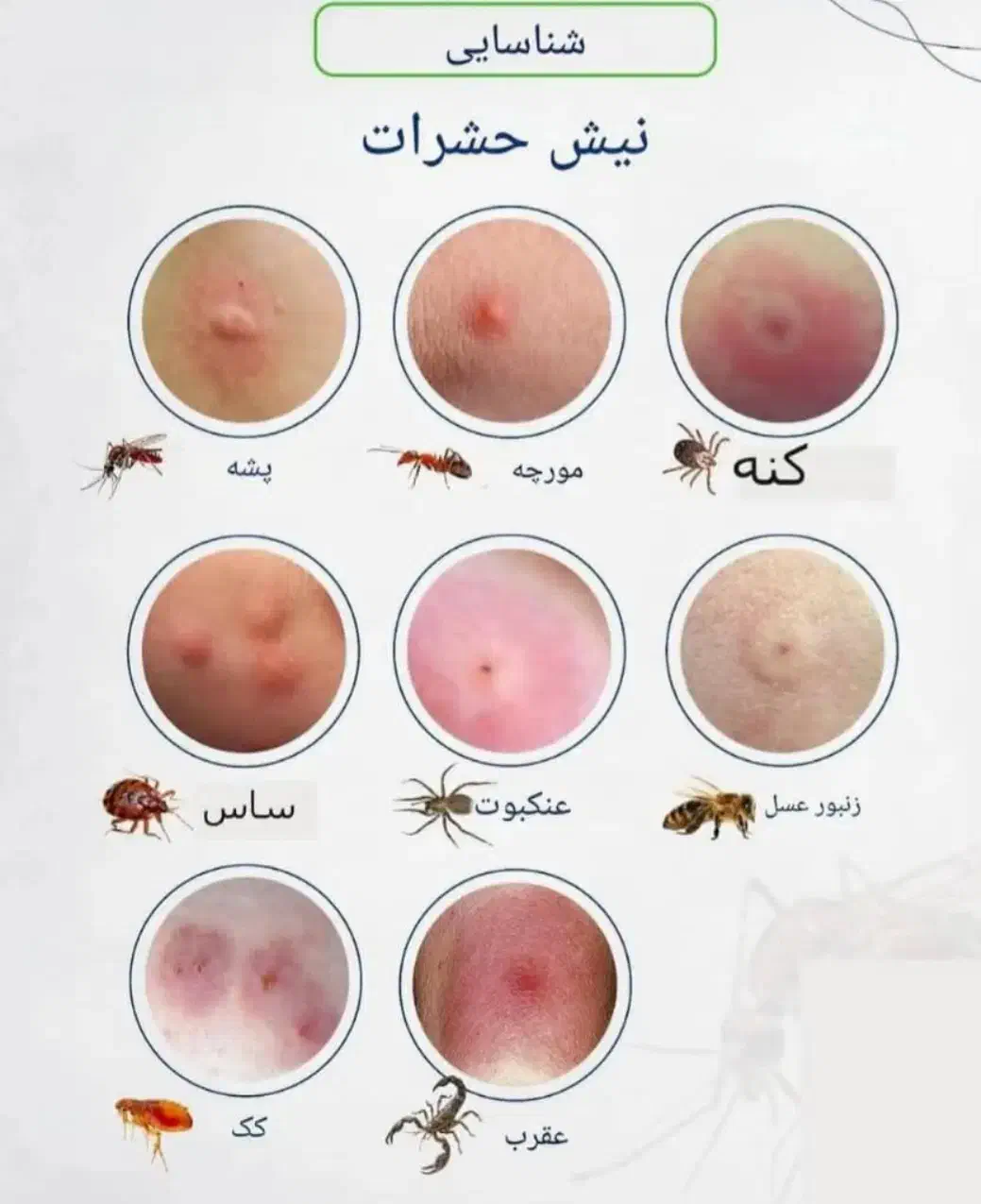 سمپاشی ساس کنه کبوتری جوندگان تضمینی|خدمات نظافت|محمدیه-قزوین, |دیوار