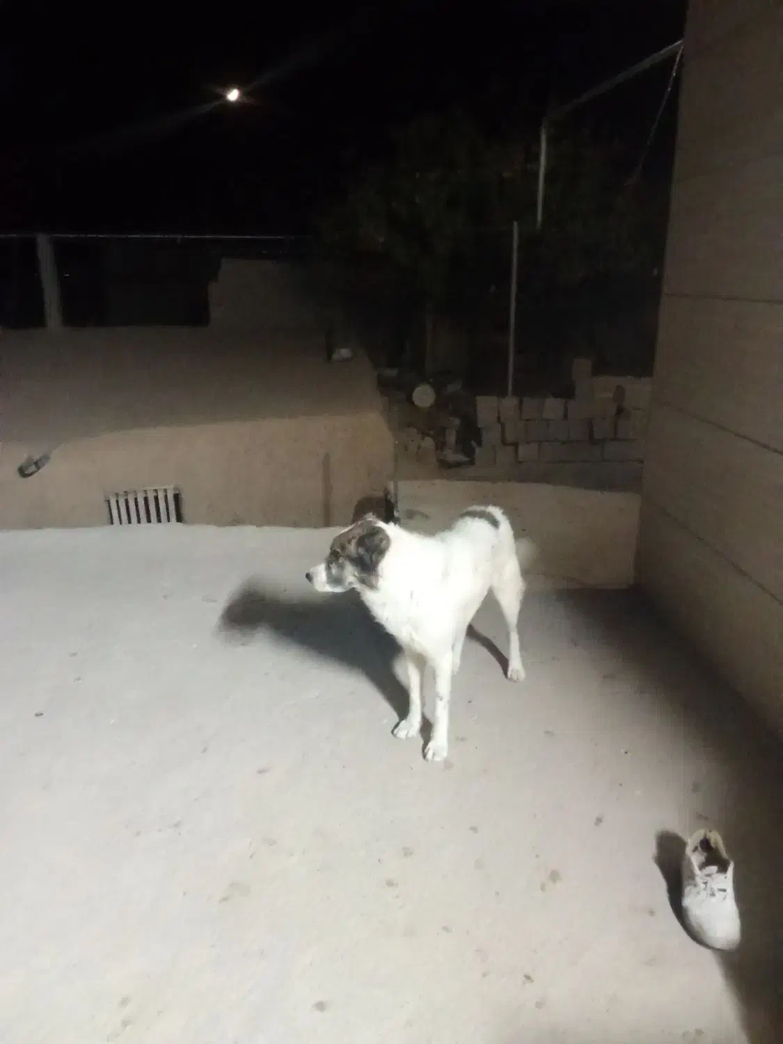 سگ گوسفندی|سگ|شیروان (خراسان), |دیوار