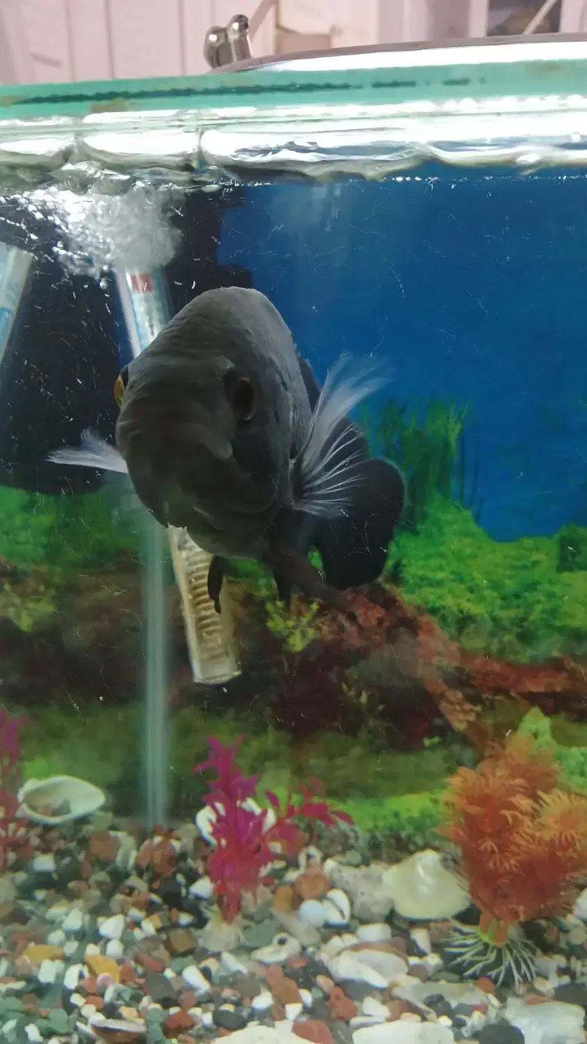 اکواریوم|ماهی|مرودشت, شهرک مهدیه|دیوار