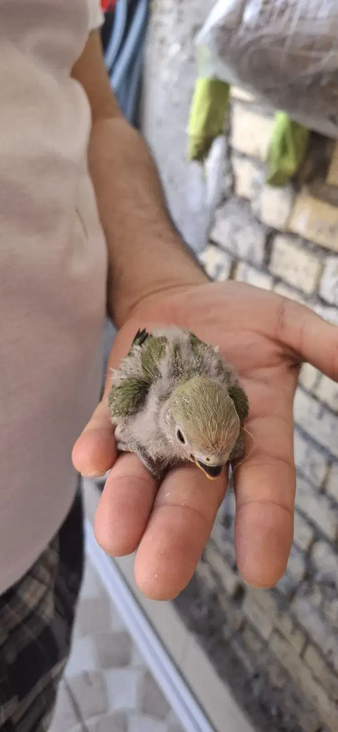 طوطی برزیلی سرلاکی|پرنده|بهبهان, |دیوار