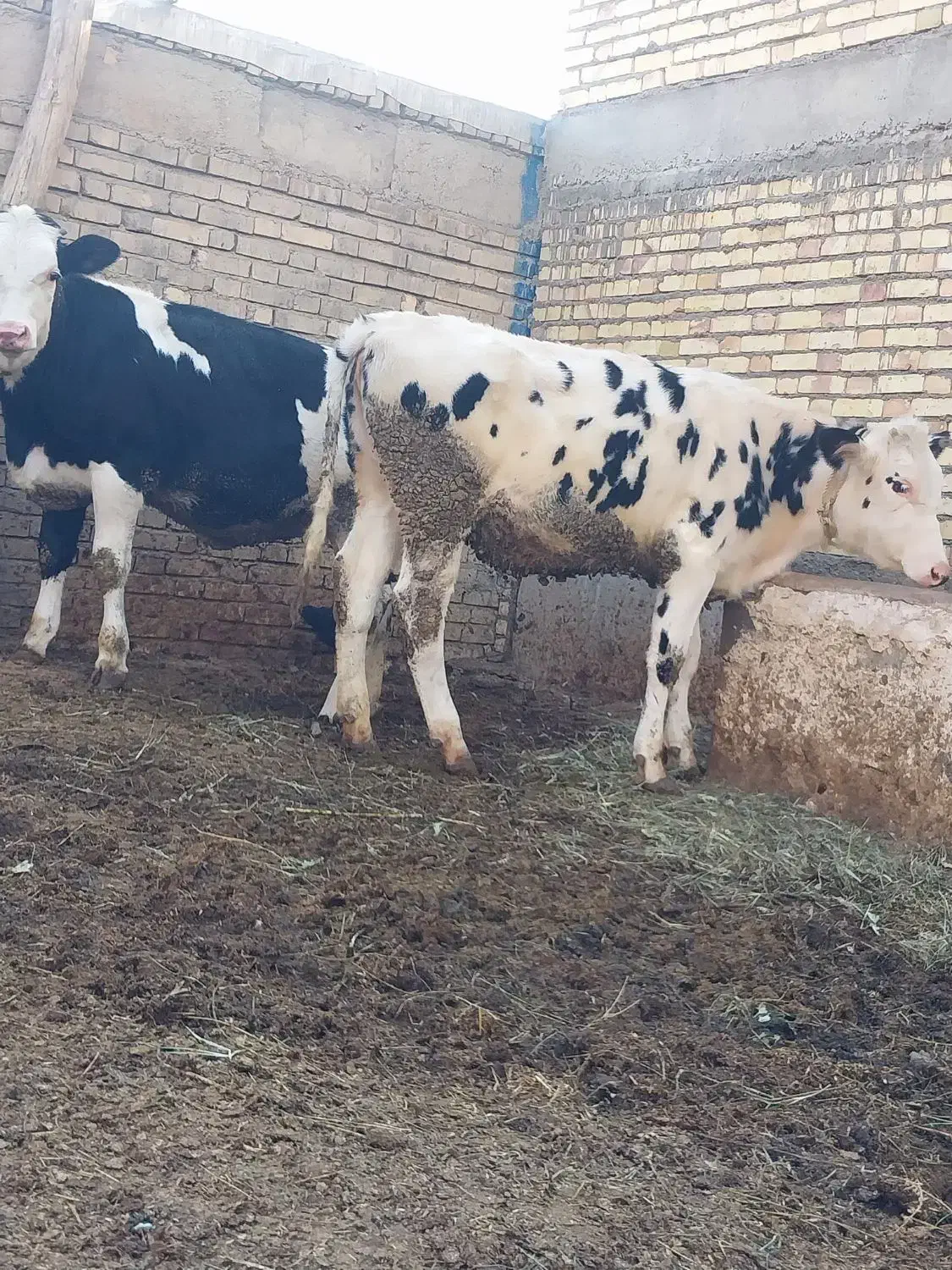 گوساله ماده|حیوانات مزرعه|ماهنشان, |دیوار