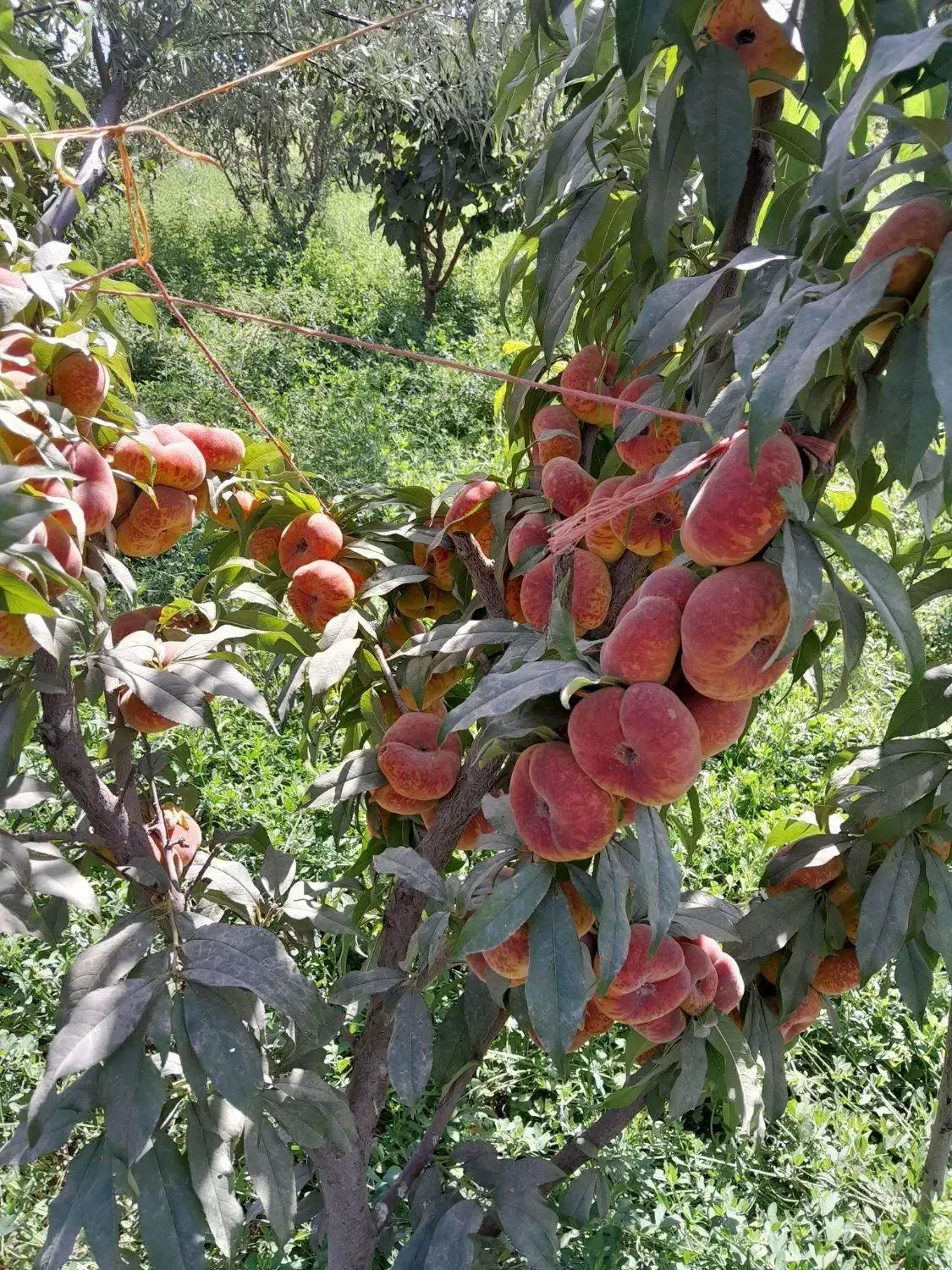 اخرین فرصت خریدانواع نهال با شرایط ویژه|خدمات باغبانی و درختکاری|سنندج, |دیوار