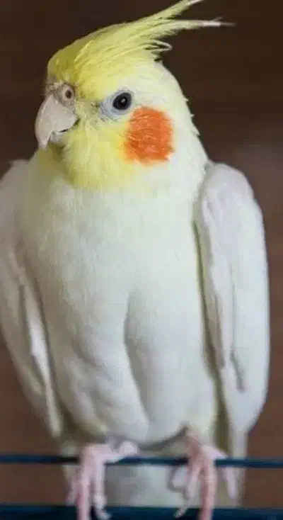 جفت عروس هلندی معاوضه با سگ خوب|پرنده|بندر ماهشهر, |دیوار