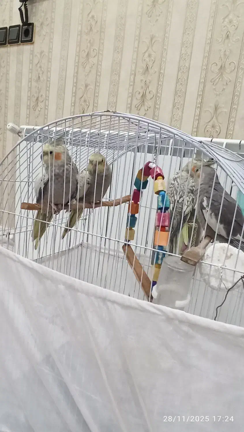 عروس هلندی بالغ یک جفت همراه  با یک جفت  جوجه|پرنده|سرشیو, |دیوار