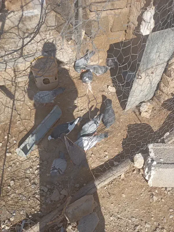 400|حراج|داراب, |دیوار