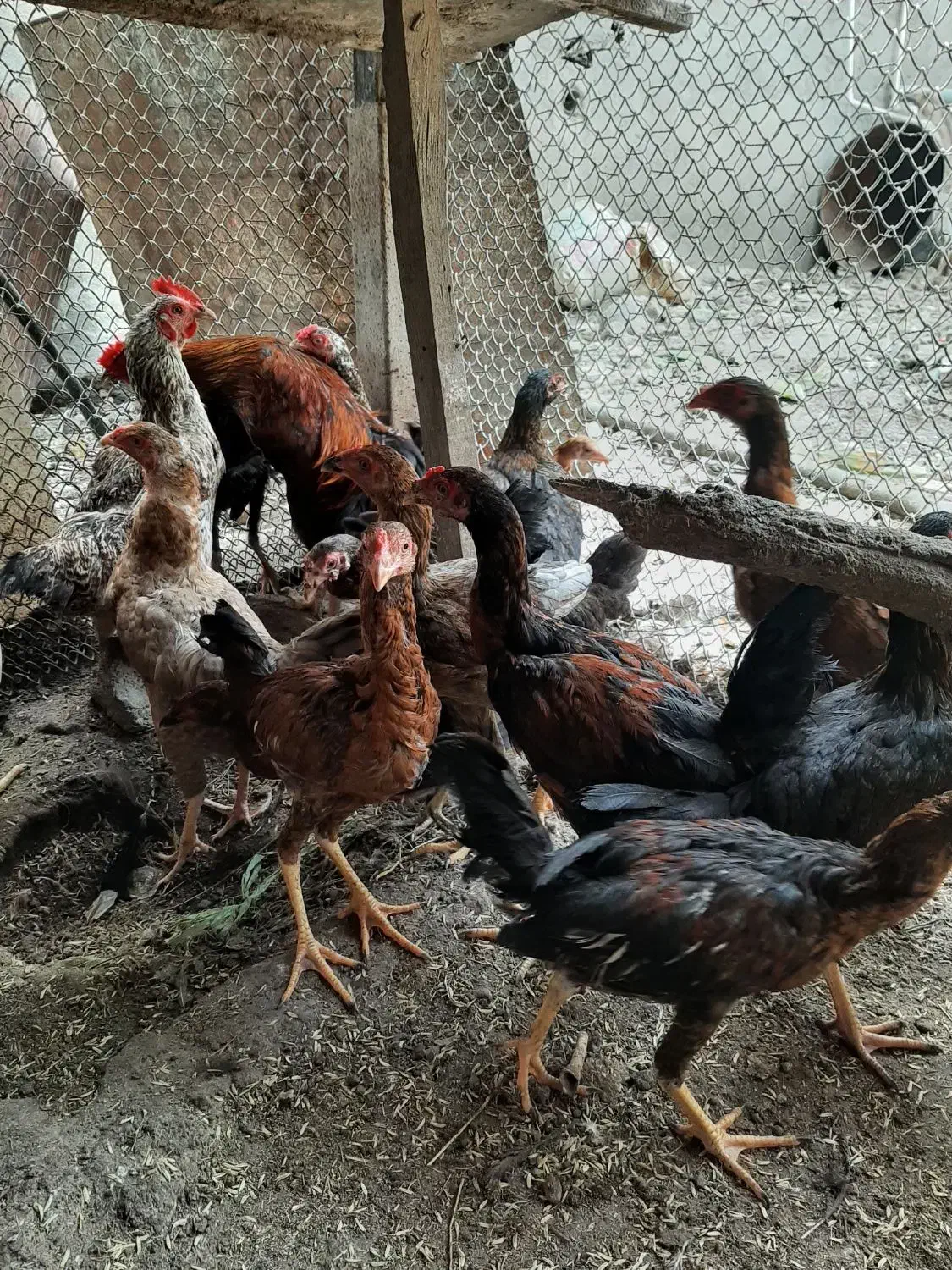 جوجه تشنومحلی|حیوانات مزرعه|سنگدوین, |دیوار