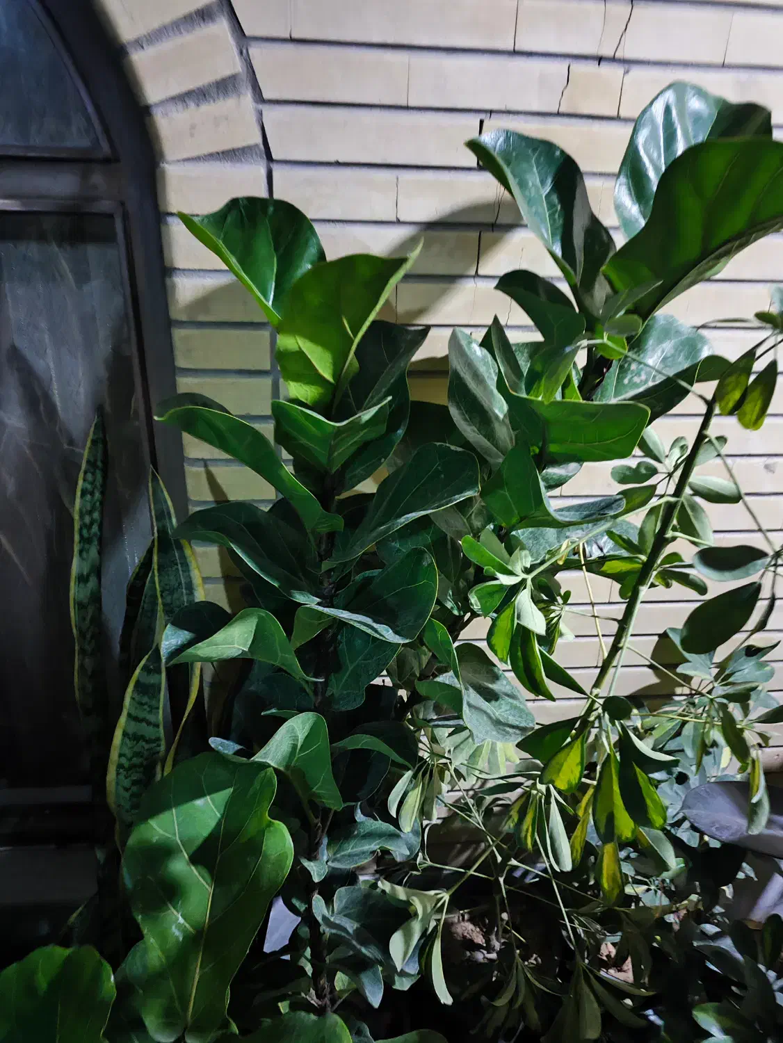 فروش ویژه یلدا|گل و گیاه طبیعی|اصفهان, شاه پسند|دیوار