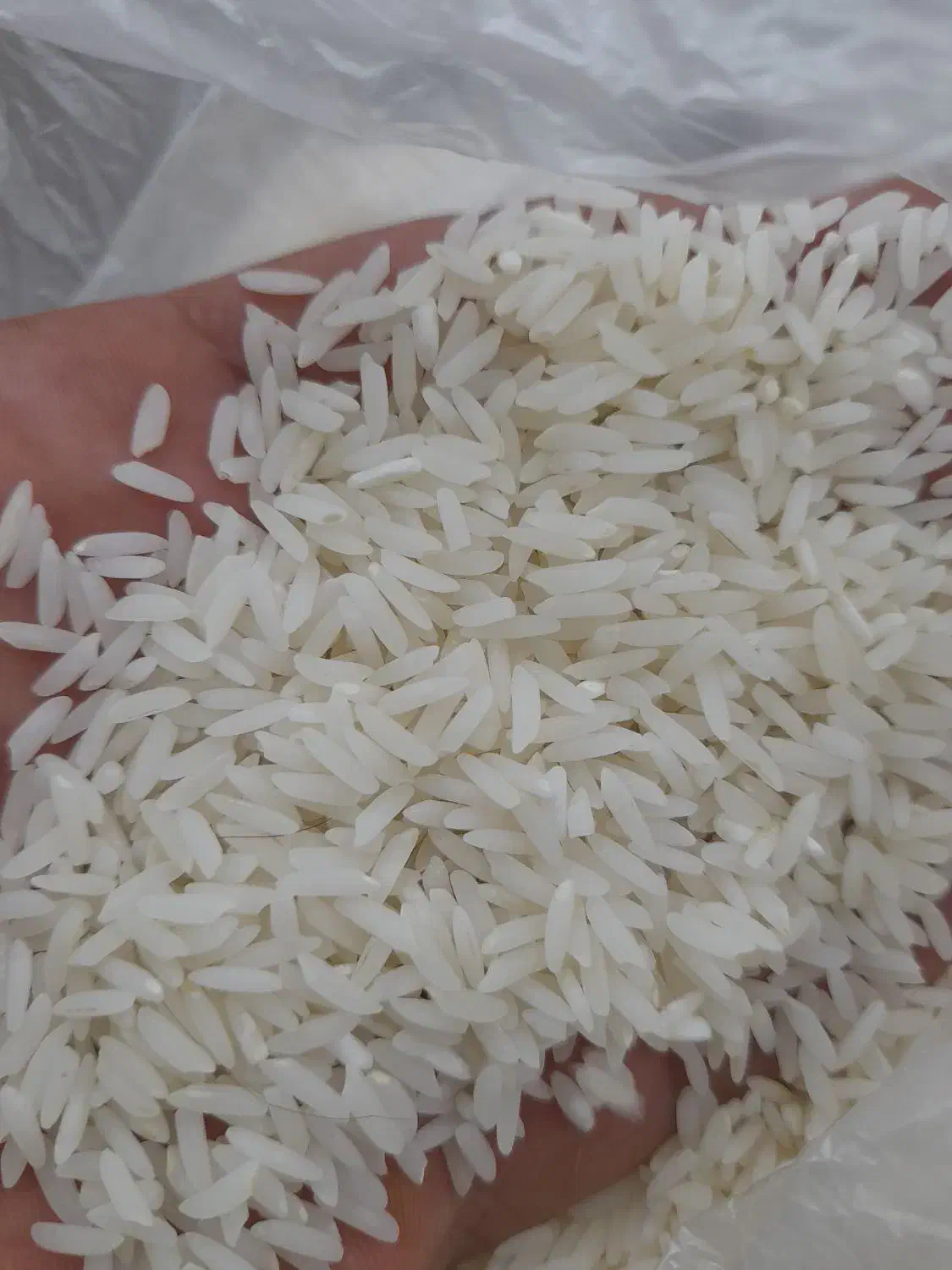 برنج ندا شیرودی فجر|خوردنی و آشامیدنی|آمل, |دیوار