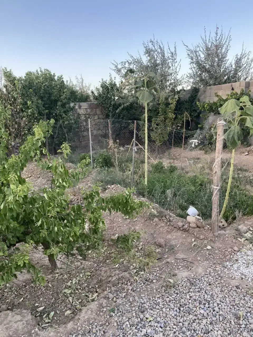 فروش باغ روستای یونس آباد|فروش خانه و ویلا|شاهرود, |دیوار