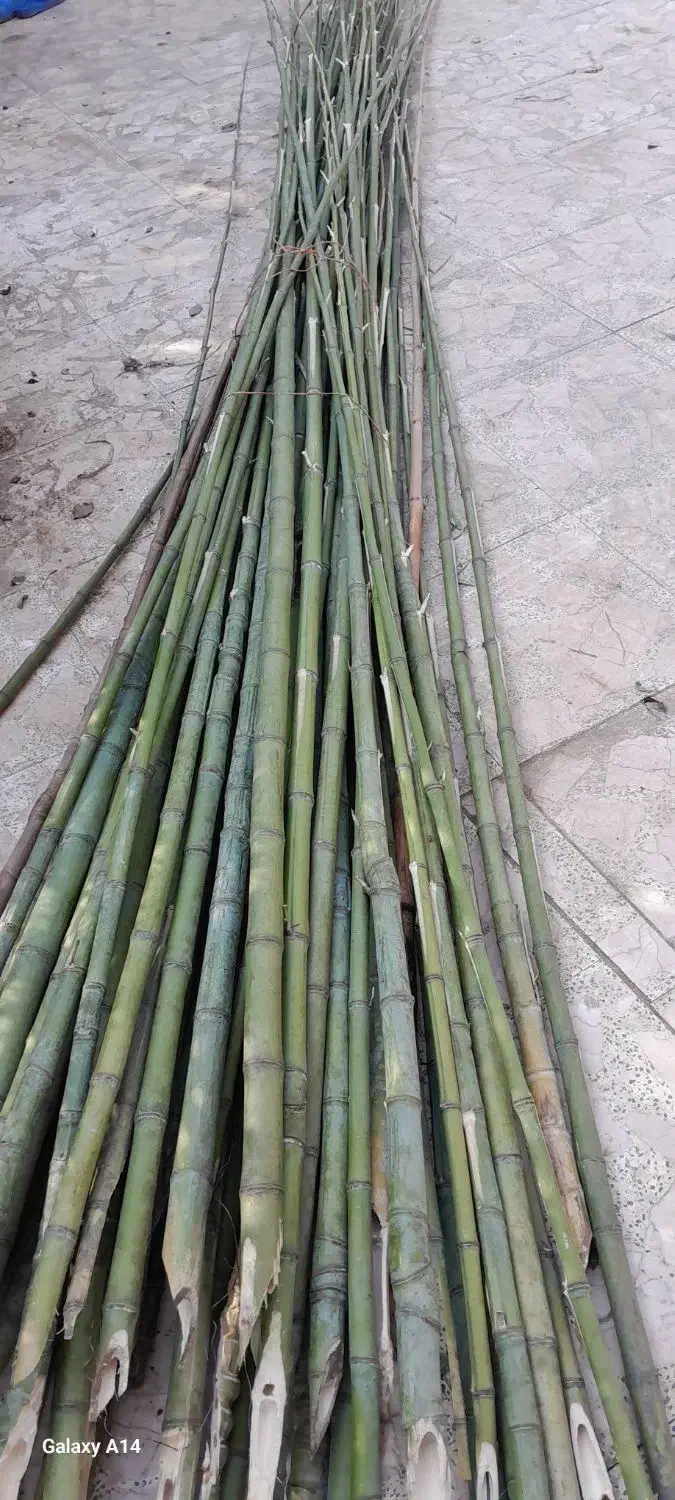 نی خیزران صاف وبلند|گل و گیاه طبیعی|گوراب زرمیخ, |دیوار