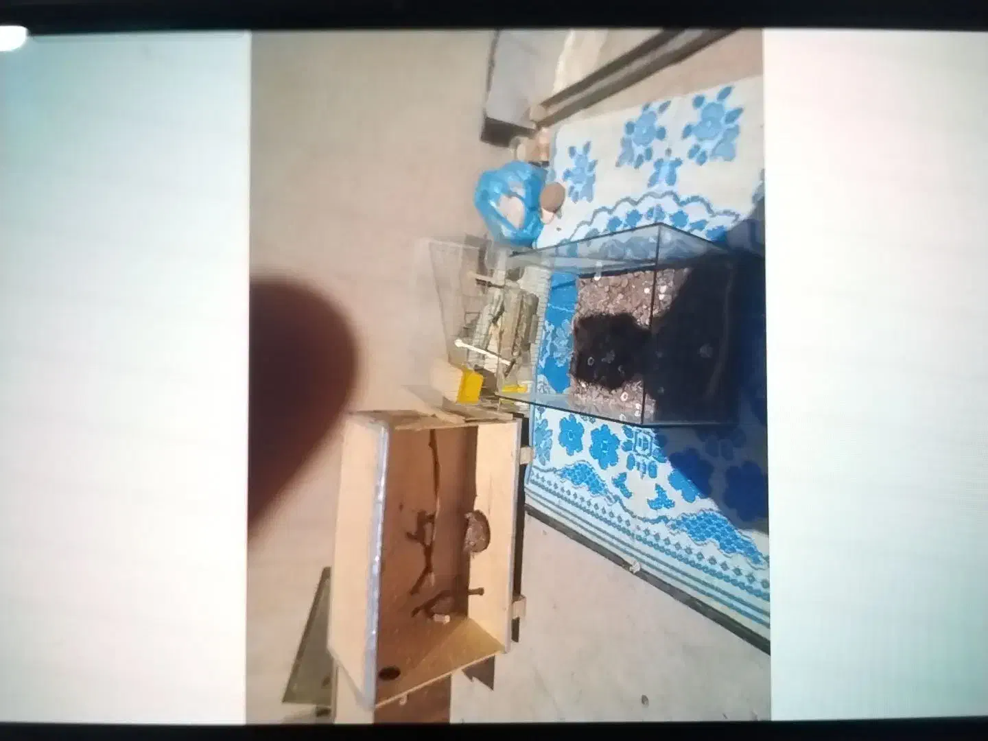 جوفت خوب عروس نر سخن گو|پرنده|آشخانه, |دیوار