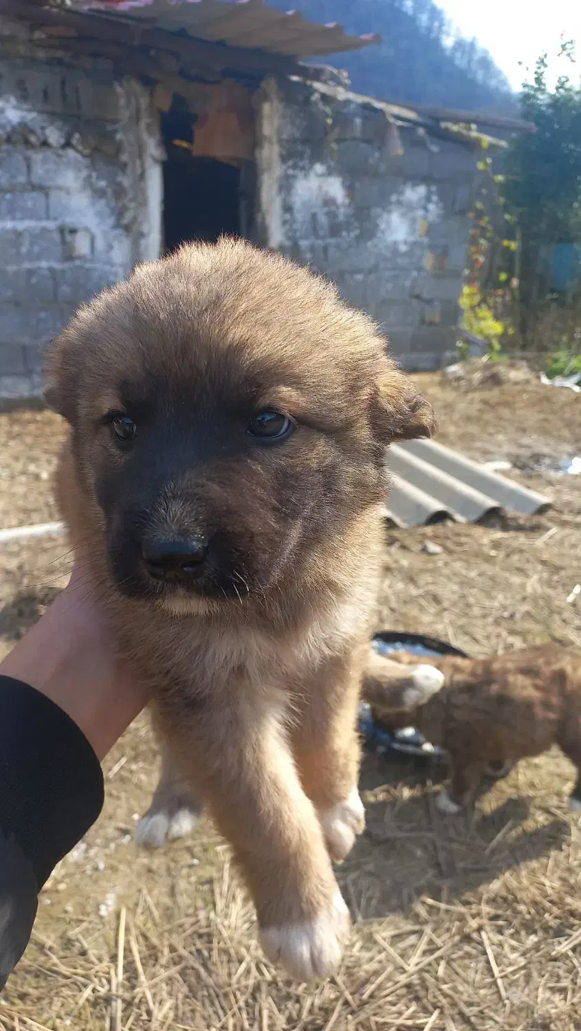 دوتا توله سگ دوماهه نر|سگ|شیرگاه, |دیوار