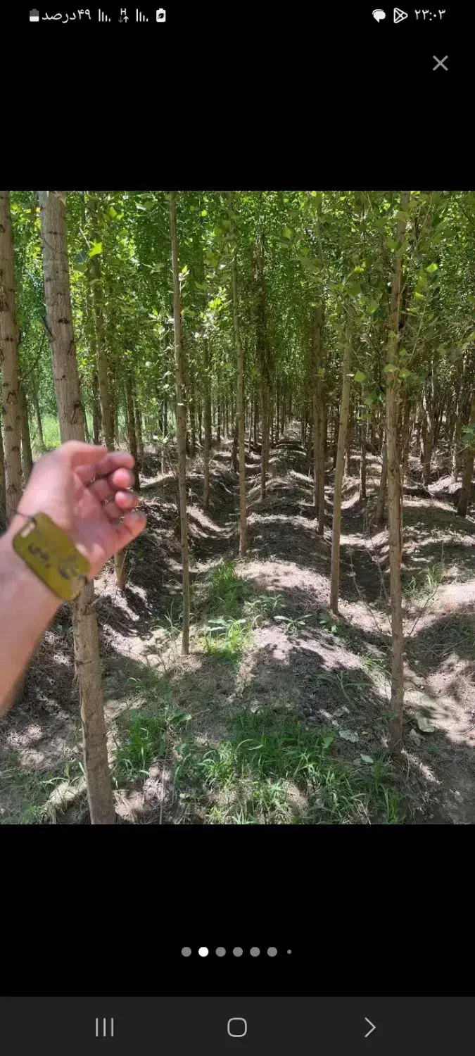 مهندسی و مشاوره باغ هرس کودهی سم درختکاری گل کاری|خدمات باغبانی و درختکاری|کازرون, |دیوار