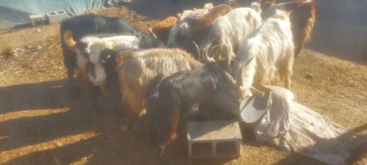 گوسفندو بز|حیوانات مزرعه|پاسارگاد, |دیوار