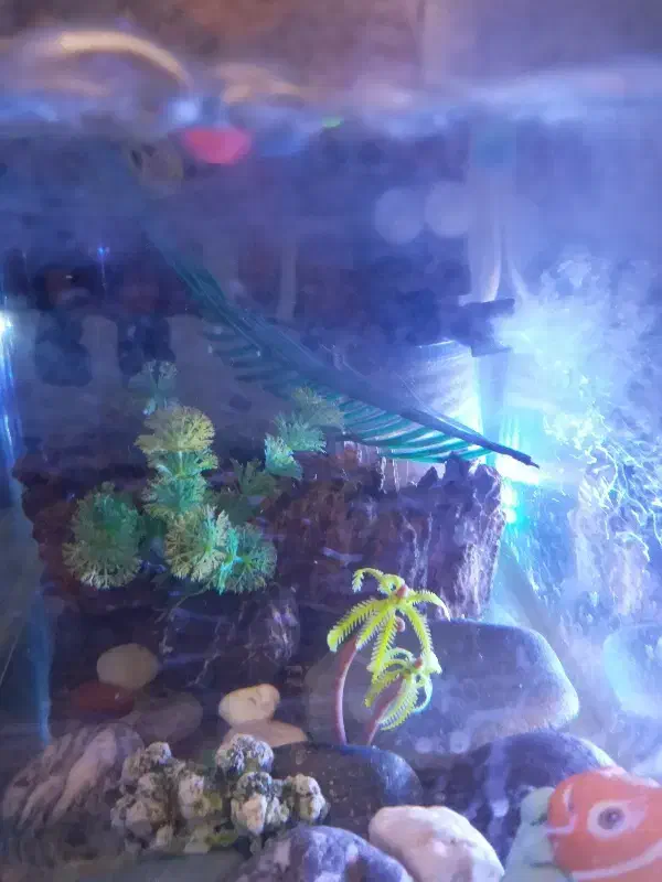 اکواریوم شیشه خم باتجهیزات|ماهی|تهران, جیحون|دیوار