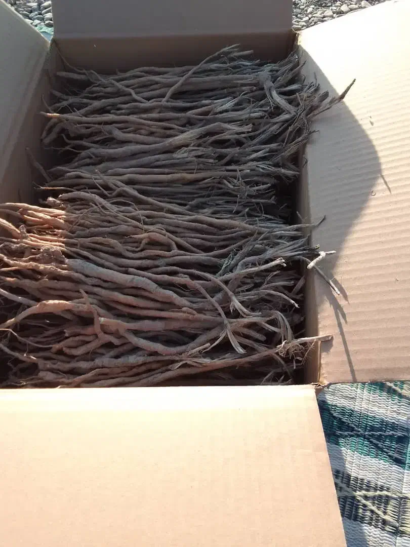 گیاه انغوزه|خدمات باغبانی و درختکاری|تربت‌حیدریه, حیدرآباد|دیوار