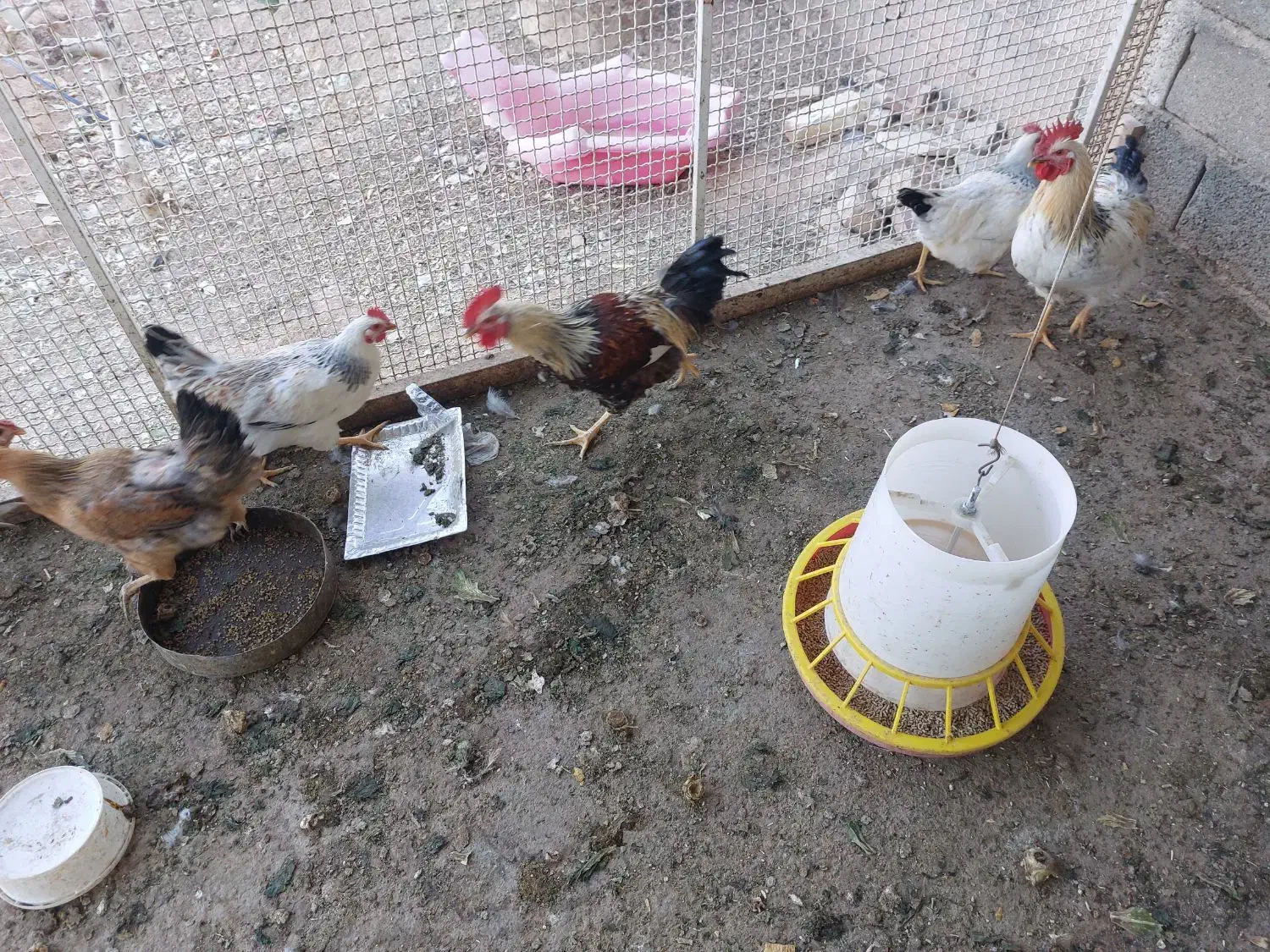 فروش یامعاوضه بامرغ|پرنده|شاهین‌شهر, آرامستان بهشت معصومه|دیوار