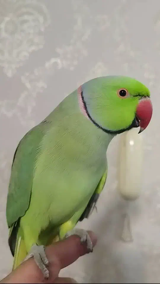 طوطی ملنگو نر رام و اهلی|پرنده|رامسر, |دیوار