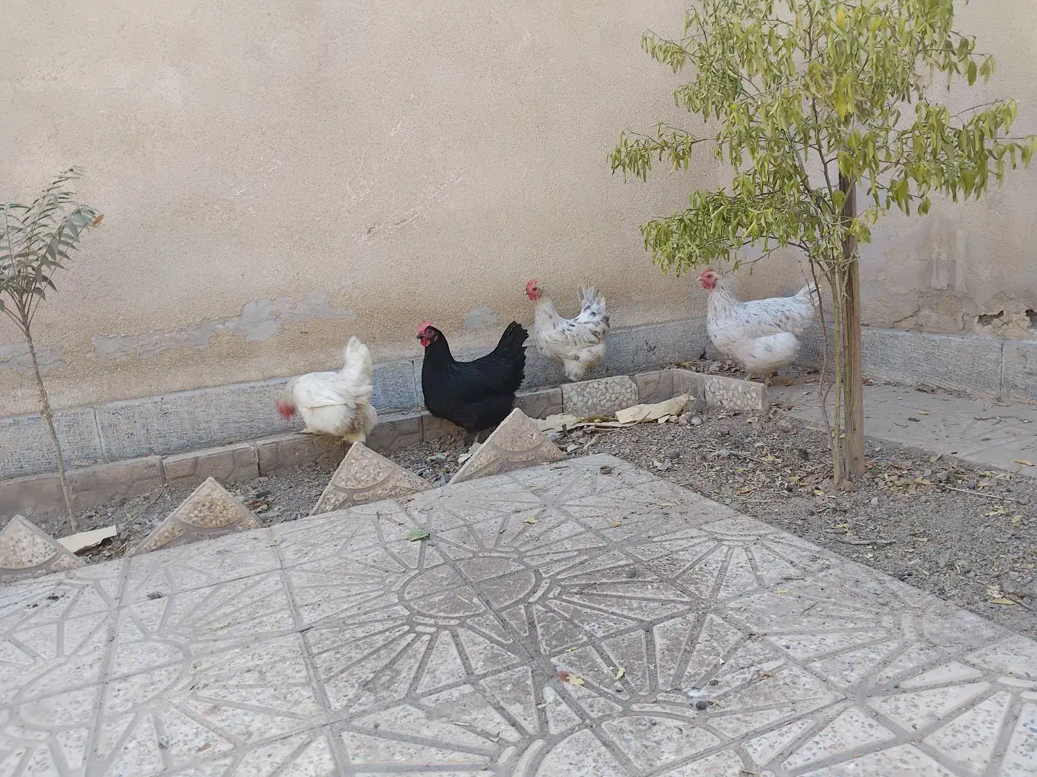 مرغ تخمگذار|حیوانات مزرعه|تهران, پرستار|دیوار