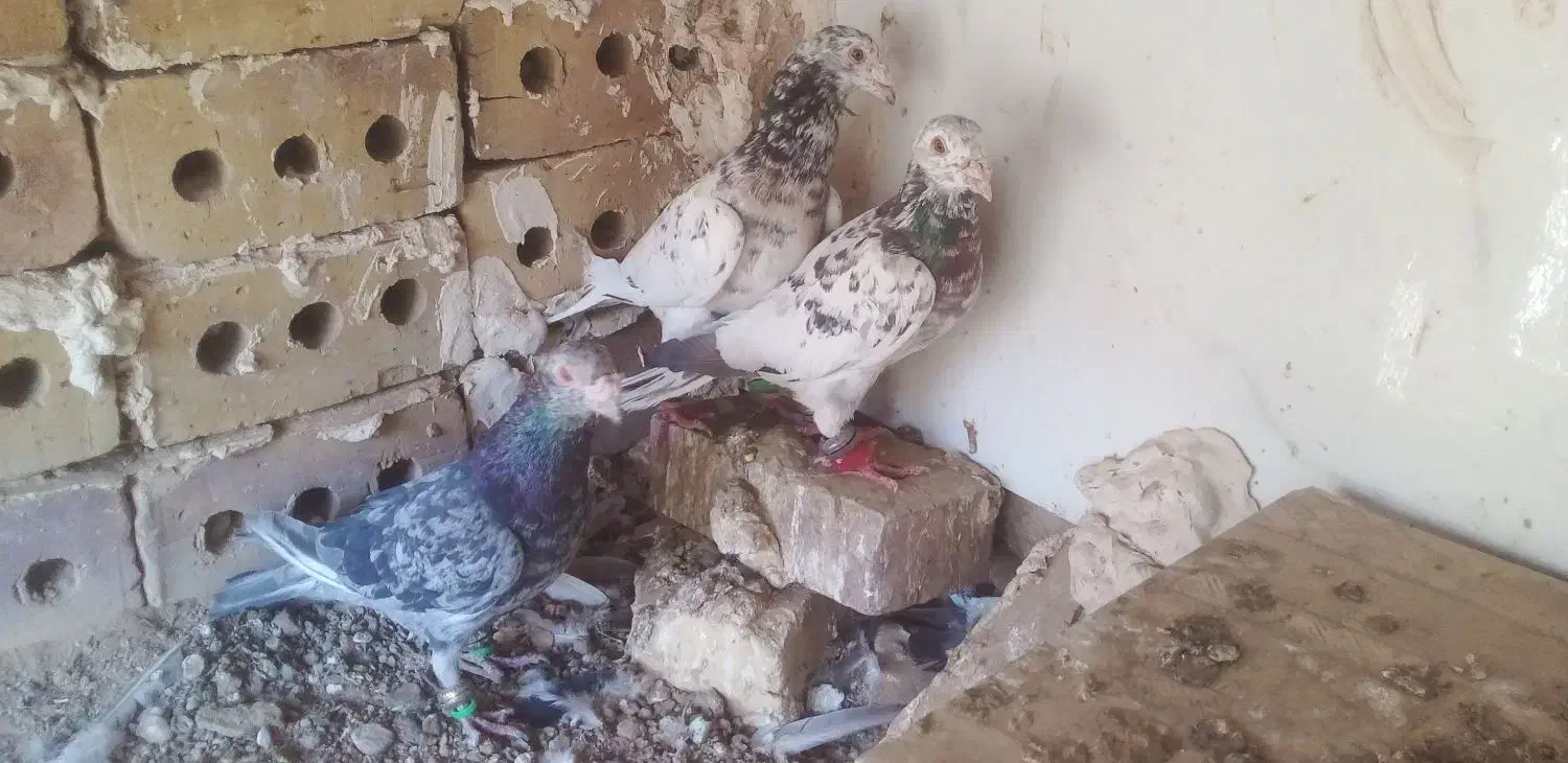 کبوتر‌سار|پرنده|تایباد, |دیوار