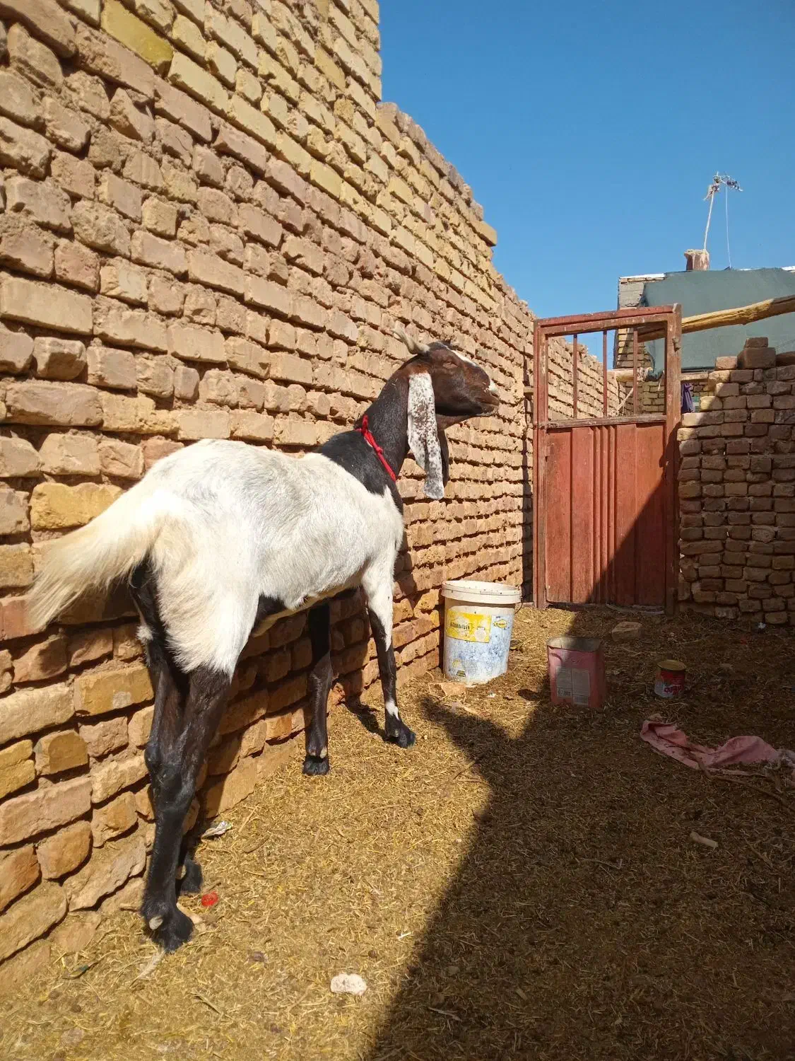 یک عددبزابستن فروشی|حیوانات مزرعه|شهرآباد, |دیوار