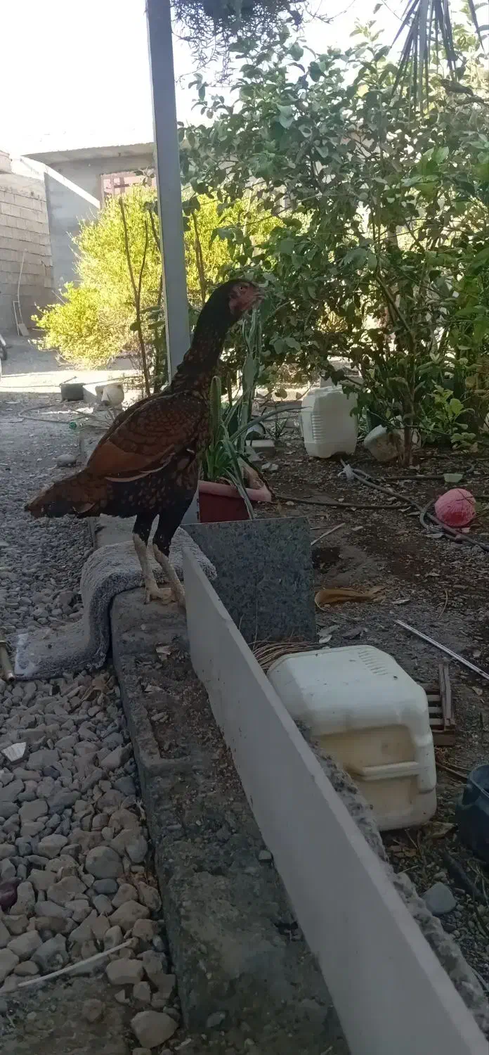 فروش مرغ|حیوانات مزرعه|بیکاه, |دیوار