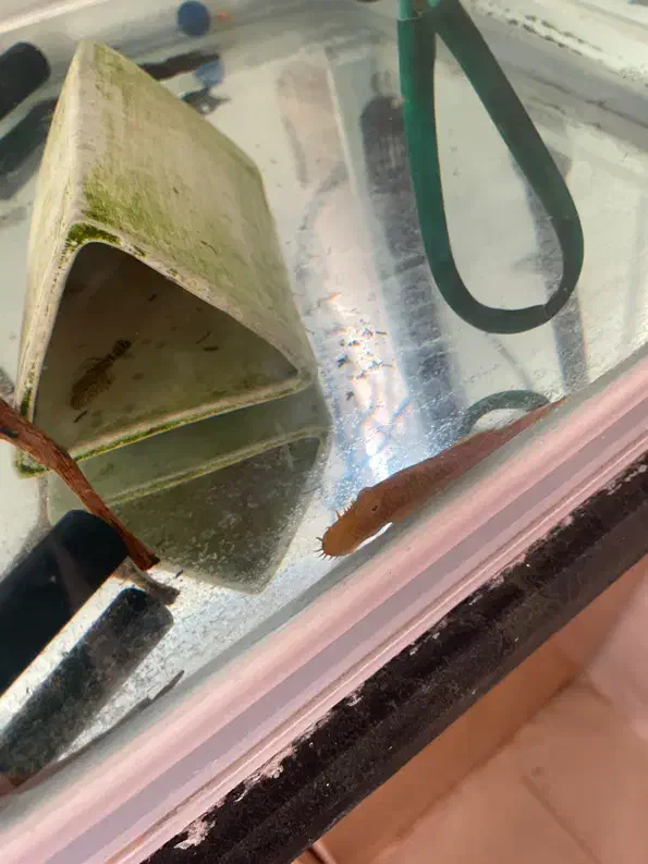 ماهی کت پوزبوته ای نرمعاوضه با کت پوزبوته ای ماده|ماهی|مرودشت, گندم|دیوار