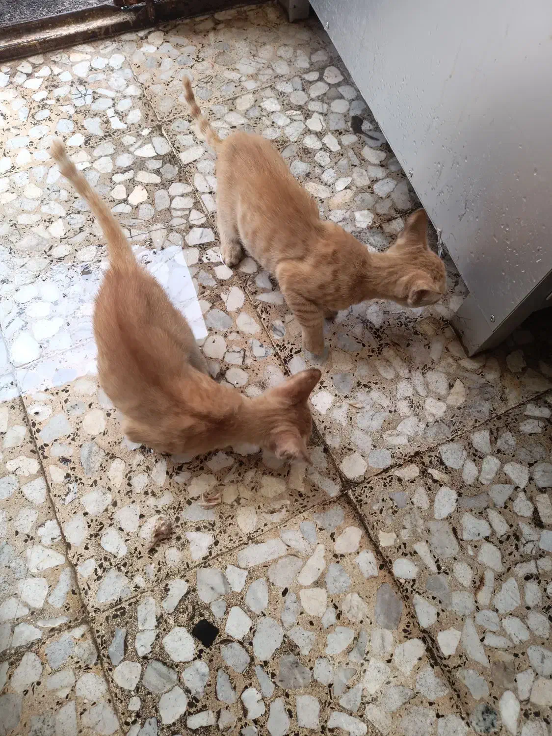 بچه گربه سه خواهر زیبا|گربه|رشت, حمیدیان|دیوار